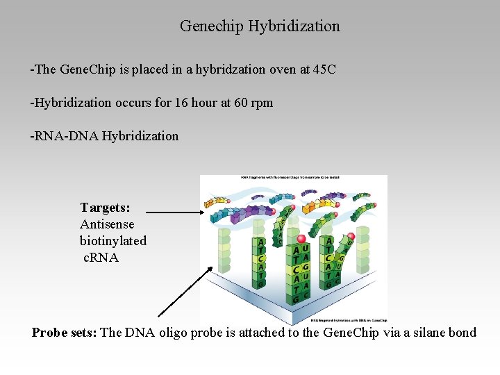 Genechip Hybridization -The Gene. Chip is placed in a hybridzation oven at 45 C