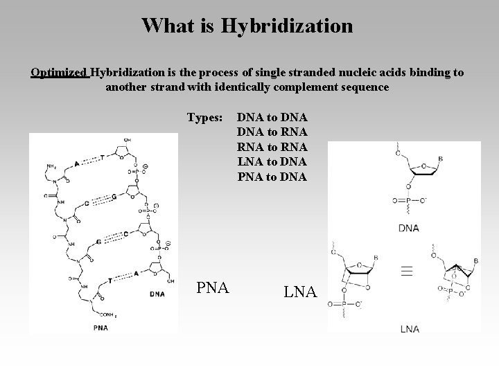 What is Hybridization Optimized Hybridization is the process of single stranded nucleic acids binding