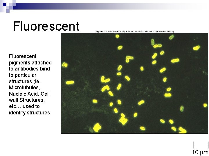 Fluorescent pigments attached to antibodies bind to particular structures (ie. Microtubules, Nucleic Acid, Cell