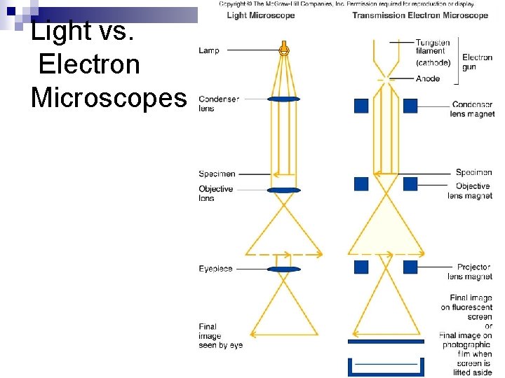 Light vs. Electron Microscopes 