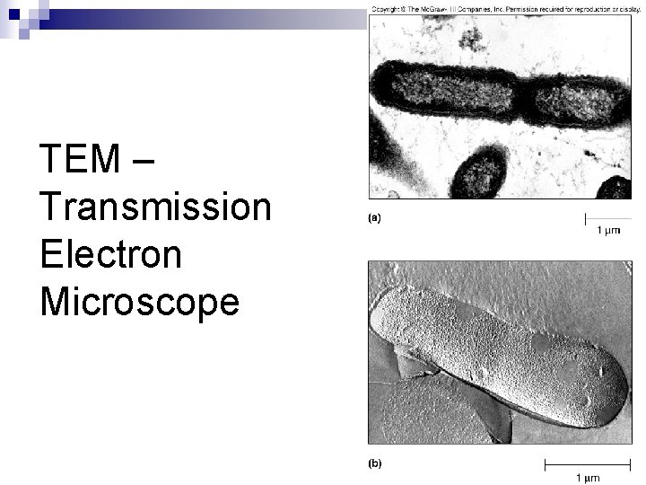 TEM – Transmission Electron Microscope 