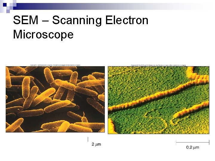 SEM – Scanning Electron Microscope 