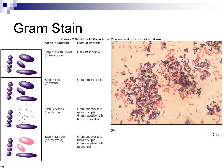 Gram Stain 
