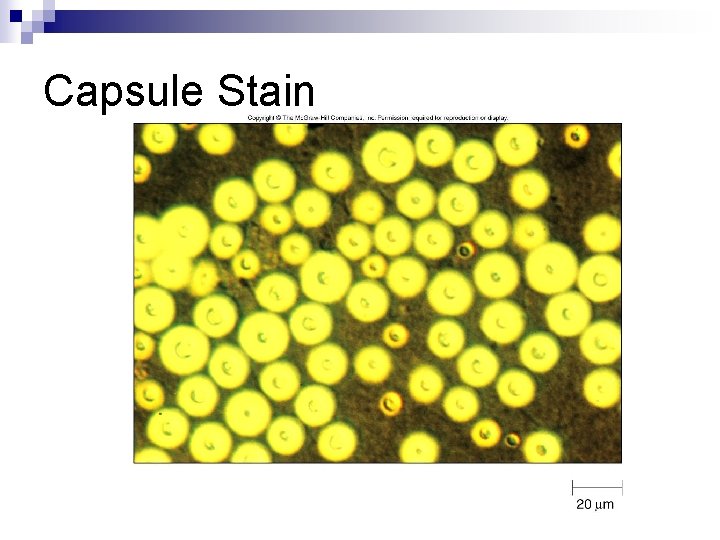 Capsule Stain 