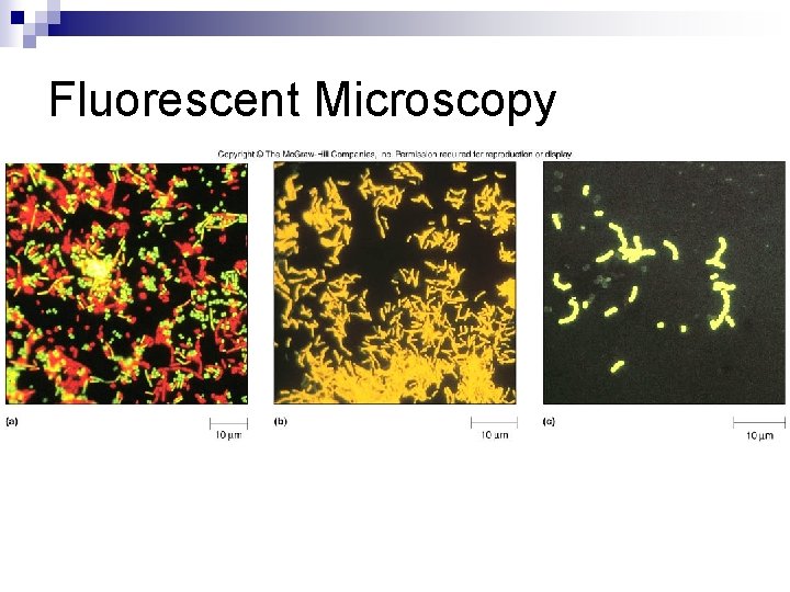 Fluorescent Microscopy 