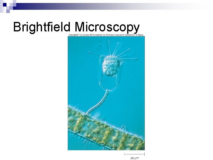 Brightfield Microscopy 