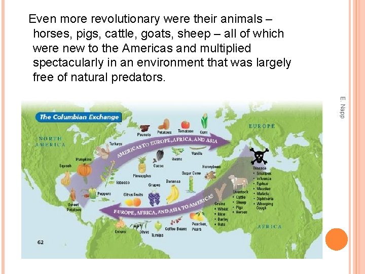 Even more revolutionary were their animals – horses, pigs, cattle, goats, sheep – all