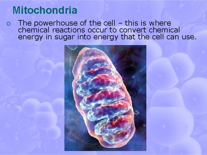 Mitochondria ¡ The powerhouse of the cell – this is where chemical reactions occur