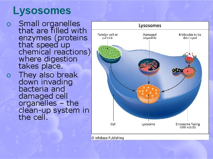 Lysosomes ¡ ¡ Small organelles that are filled with enzymes (proteins that speed up