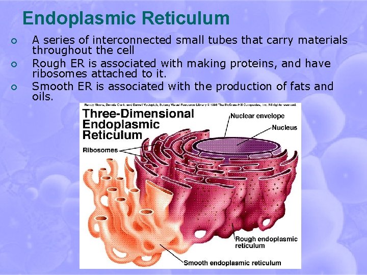 Endoplasmic Reticulum ¡ ¡ ¡ A series of interconnected small tubes that carry materials