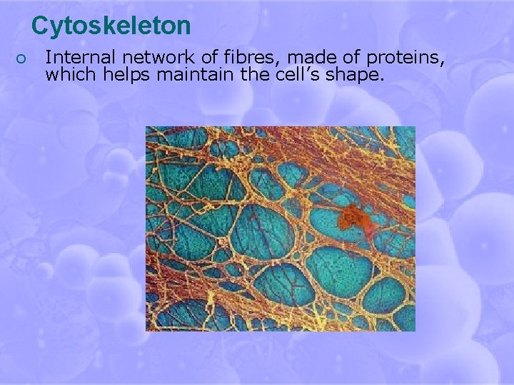 Cytoskeleton ¡ Internal network of fibres, made of proteins, which helps maintain the cell’s