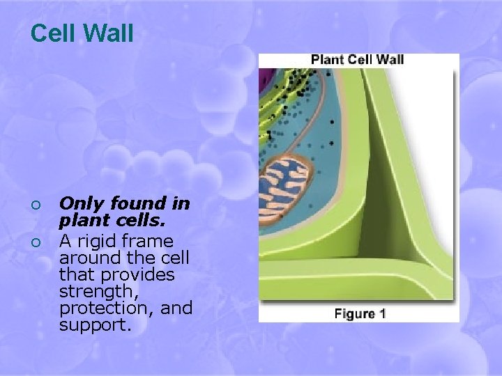 Cell Wall ¡ ¡ Only found in plant cells. A rigid frame around the