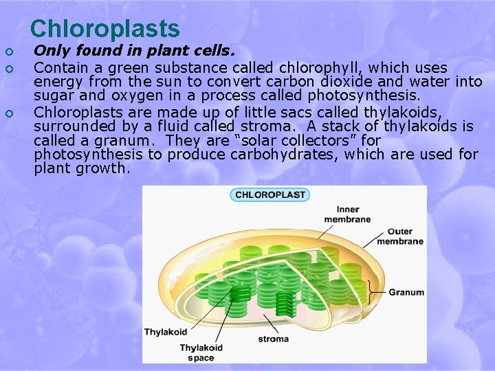 Chloroplasts ¡ ¡ ¡ Only found in plant cells. Contain a green substance called