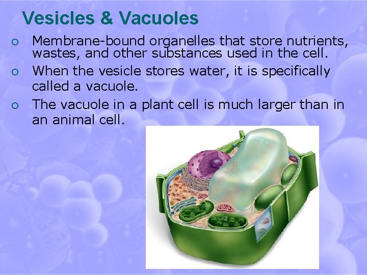 Vesicles & Vacuoles ¡ ¡ ¡ Membrane-bound organelles that store nutrients, wastes, and other