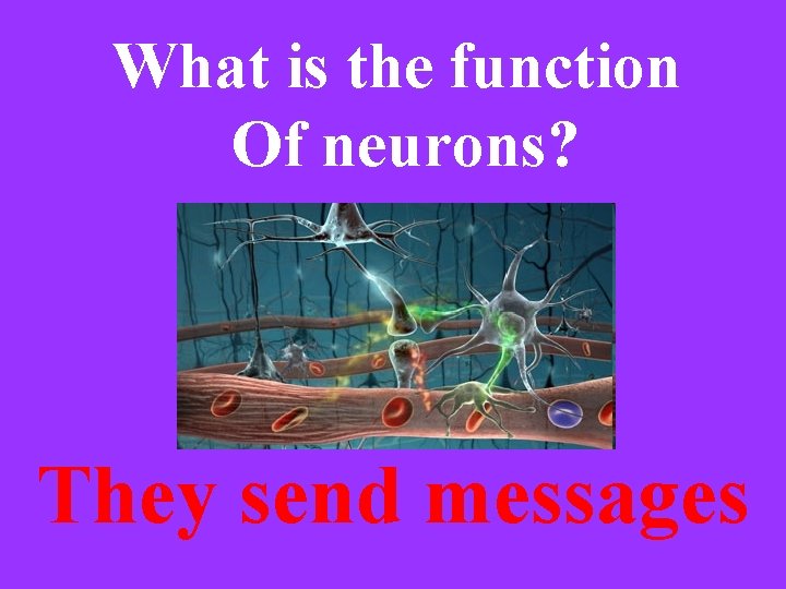 What is the function Of neurons? They send messages 