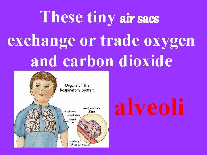 These tiny air sacs exchange or trade oxygen and carbon dioxide alveoli 