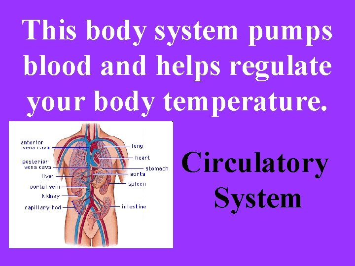 This body system pumps blood and helps regulate your body temperature. Circulatory System 