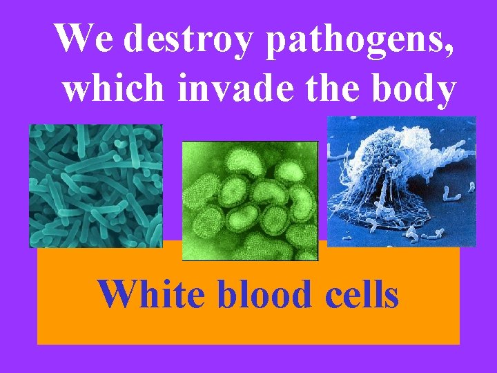 We destroy pathogens, which invade the body White blood cells 