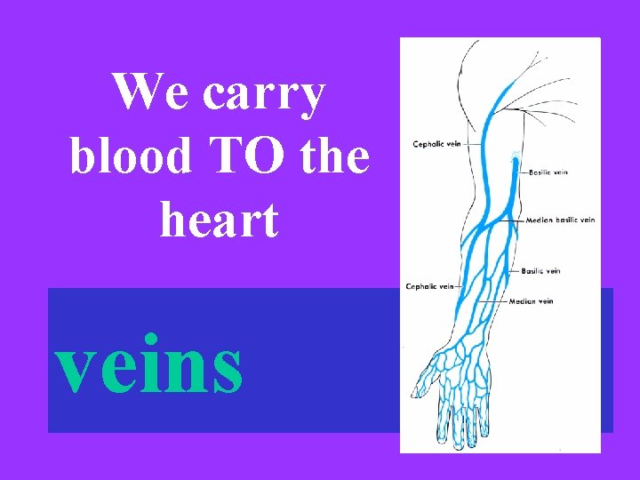 We carry blood TO the heart veins 