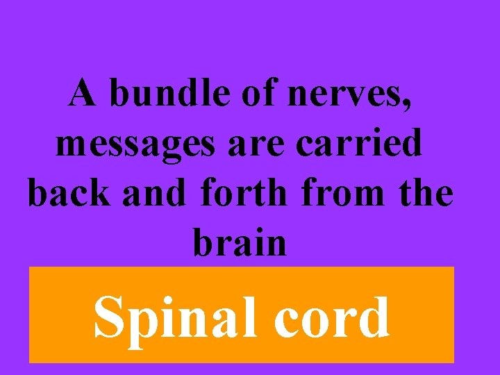 p A bundle of nerves, messages are carried back and forth from the brain