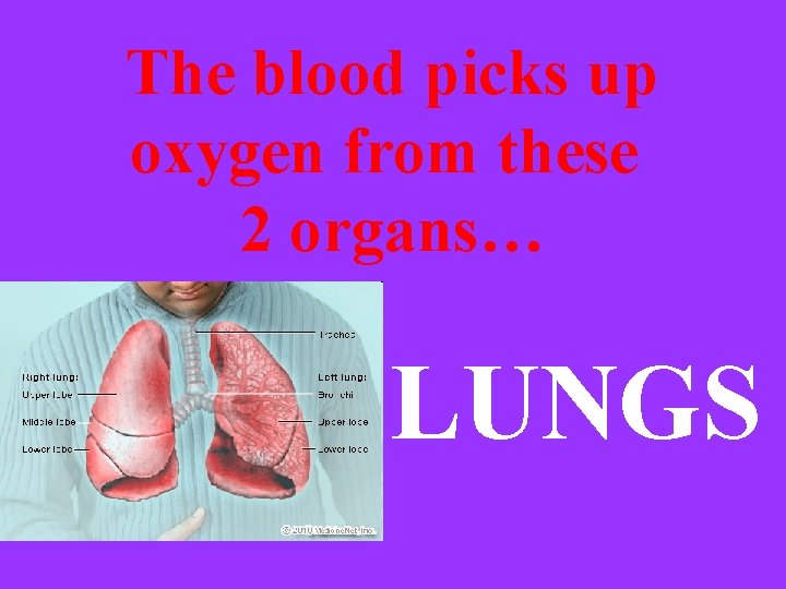 The blood picks up oxygen from these 2 organs… LUNGS 