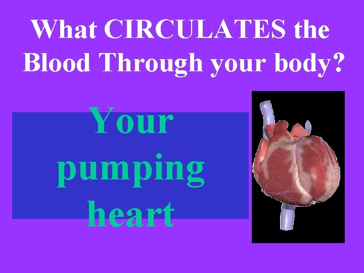 What CIRCULATES the Blood Through your body? Your pumping heart 