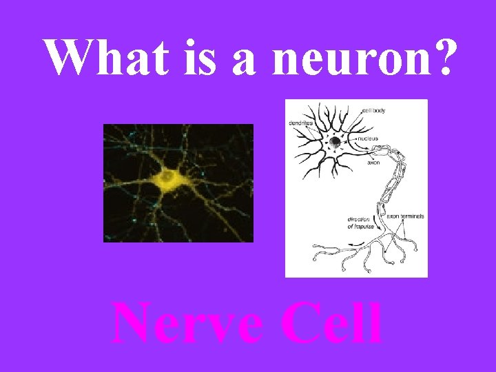 What is a neuron? Nerve Cell 