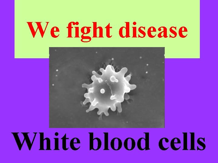 We fight disease White blood cells 
