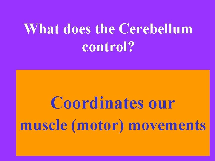 What does the Cerebellum control? Coordinates our muscle (motor) movements 