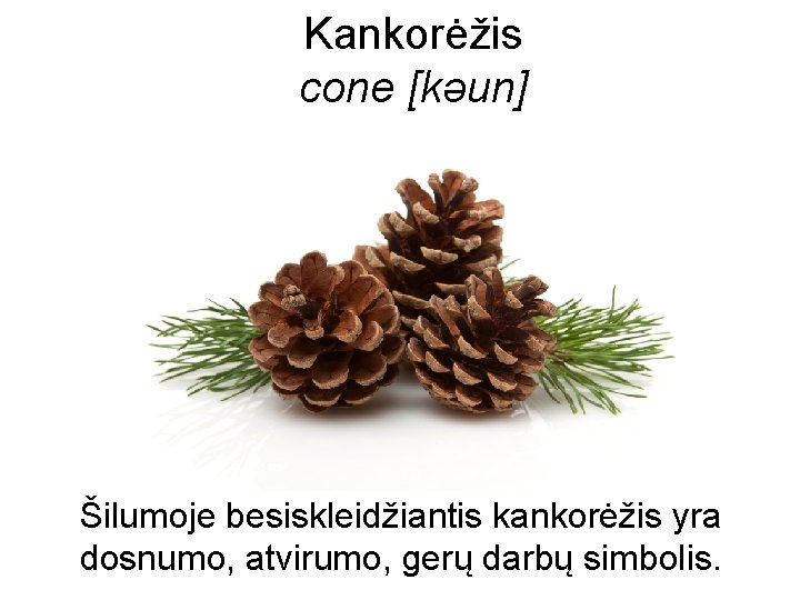 Kankorėžis cone [kəun] Šilumoje besiskleidžiantis kankorėžis yra dosnumo, atvirumo, gerų darbų simbolis. 