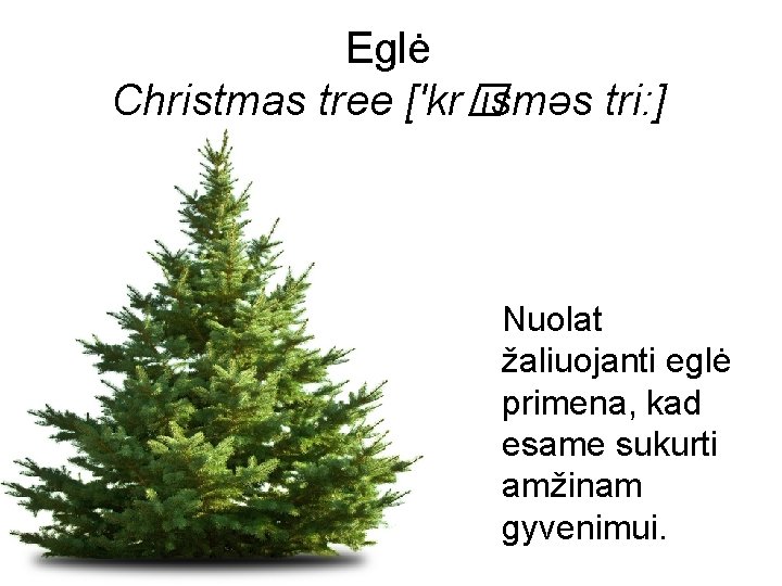 Eglė Christmas tree ['kr� isməs tri: ] Nuolat žaliuojanti eglė primena, kad esame sukurti