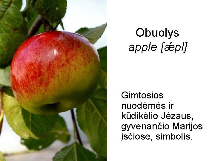 Obuolys apple [ǽpl] Gimtosios nuodėmės ir kūdikėlio Jėzaus, gyvenančio Marijos įsčiose, simbolis. 