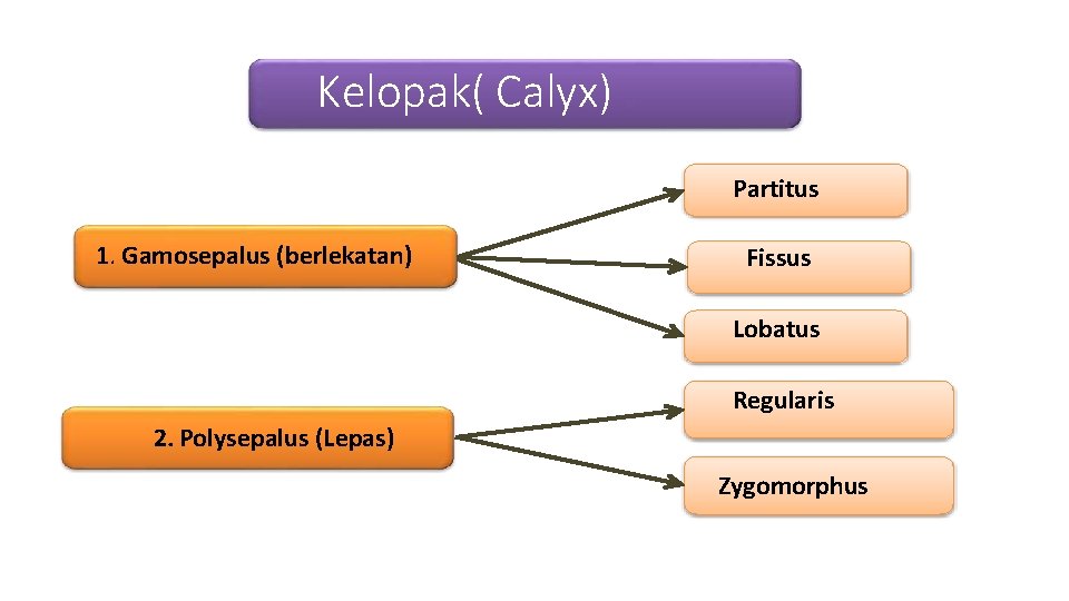 Kelopak( Calyx) Partitus 1. Gamosepalus (berlekatan) Fissus Lobatus Regularis 2. Polysepalus (Lepas) Zygomorphus 