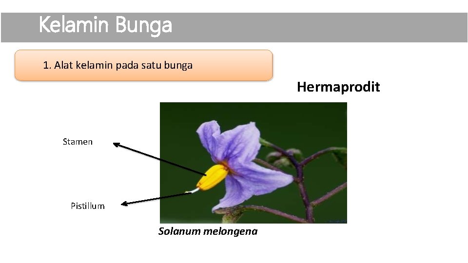 Kelamin Bunga 1. Alat kelamin pada satu bunga Hermaprodit Stamen Pistillum Solanum melongena 