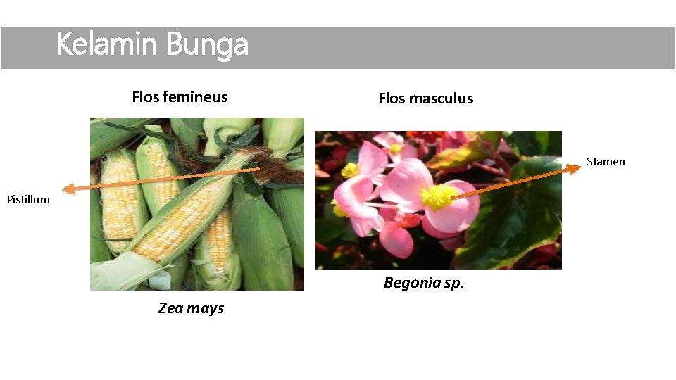 Kelamin Bunga Flos femineus Flos masculus Stamen Pistillum Begonia sp. Zea mays 