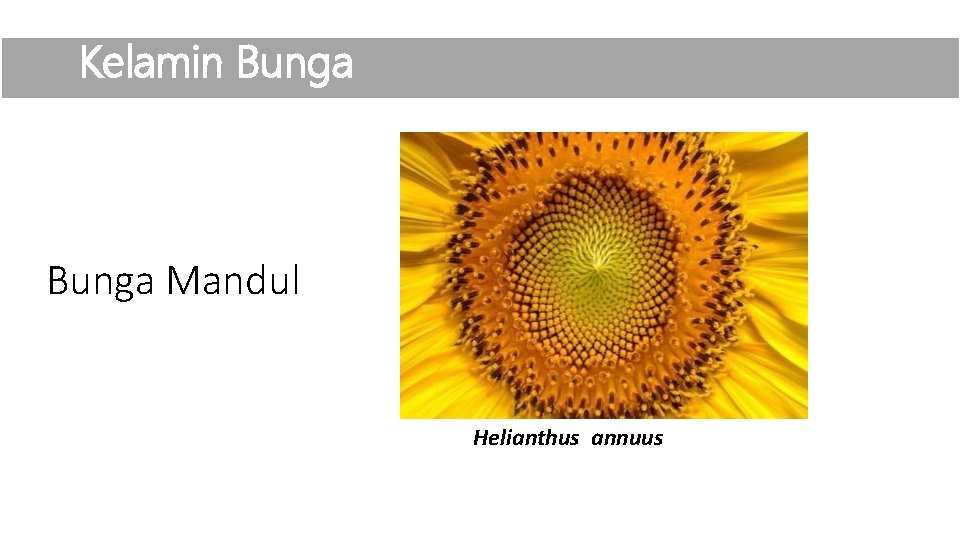 Kelamin Bunga Mandul Helianthus annuus 