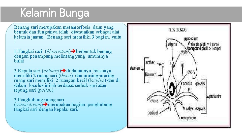 Kelamin Bunga Benang sari merupakan metamorfosis daun yang bentuk dan fungsinya telah disesuaikan sebagai