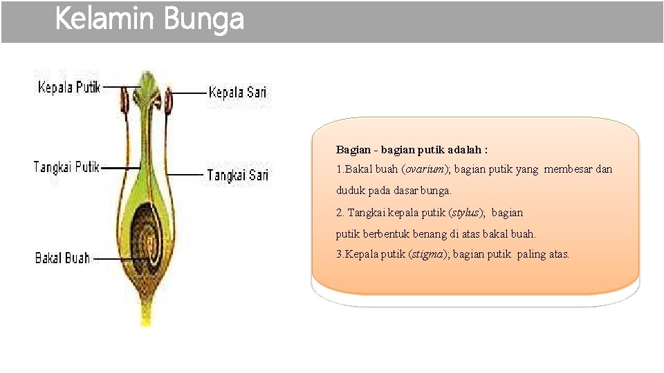 Kelamin Bunga Bagian - bagian putik adalah : 1. Bakal buah (ovarium); bagian putik