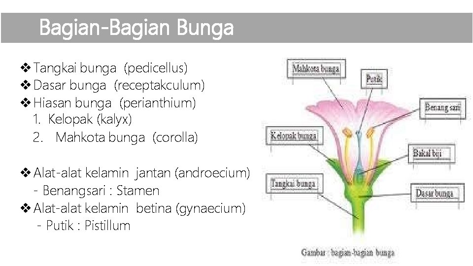 Bagian-Bagian Bunga Tangkai bunga (pedicellus) Dasar bunga (receptakculum) Hiasan bunga (perianthium) 1. Kelopak (kalyx)