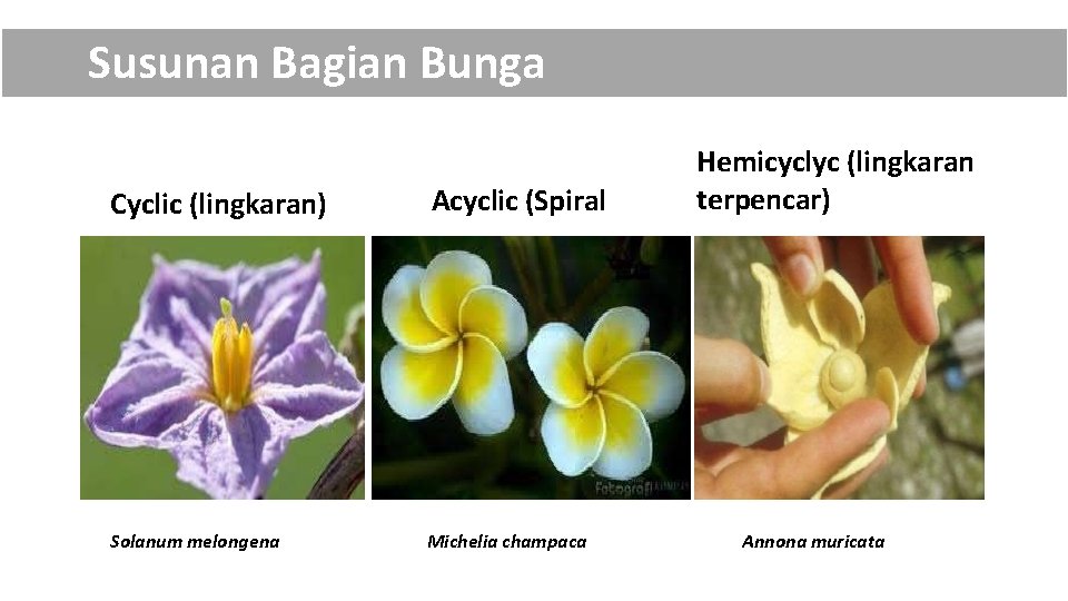 Susunan Bagian Bunga Cyclic (lingkaran) Acyclic (Spiral Solanum melongena Michelia champaca Hemicyclyc (lingkaran terpencar)