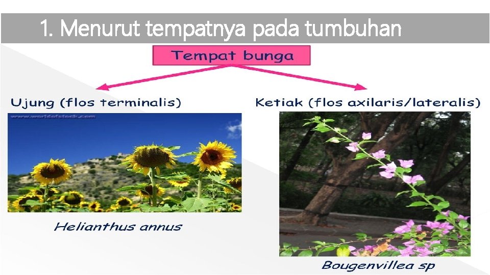 1. Menurut tempatnya pada tumbuhan 6 