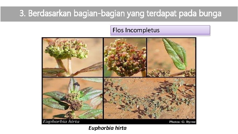 3. Berdasarkan bagian-bagian yang terdapat pada bunga Flos Incompletus Euphorbia hirta 