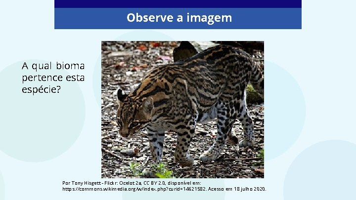 Observe a imagem A qual bioma pertence esta espécie? Por Tony Hisgett - Flickr:
