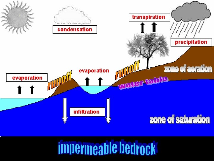 transpiration condensation precipitation evaporation infiltration 