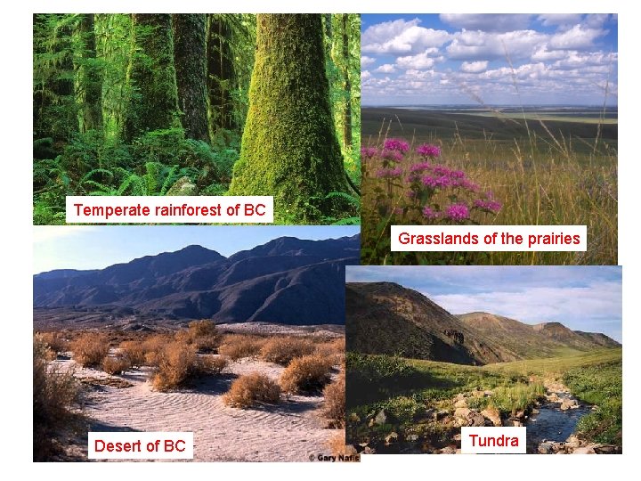 Temperate rainforest of BC Grasslands of the prairies Desert of BC Tundra 