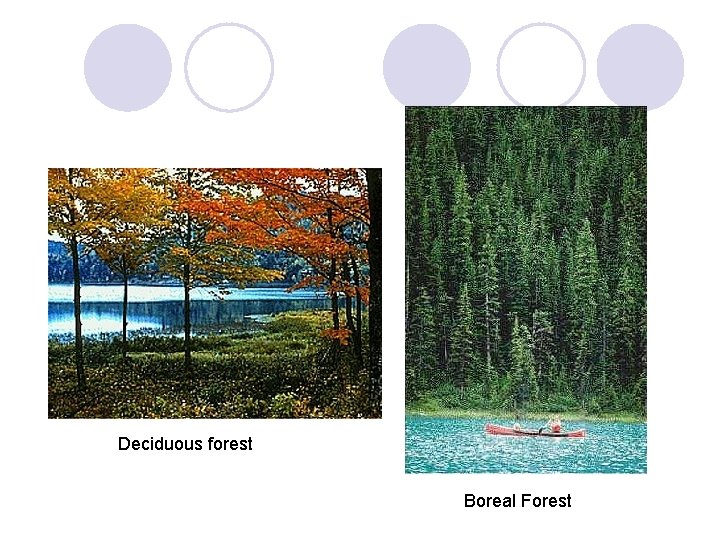 Deciduous forest Boreal Forest 