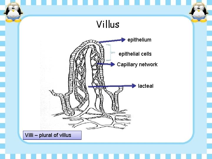 Villus epithelium epithelial cells Capillary network lacteal Villi – plural of villus 