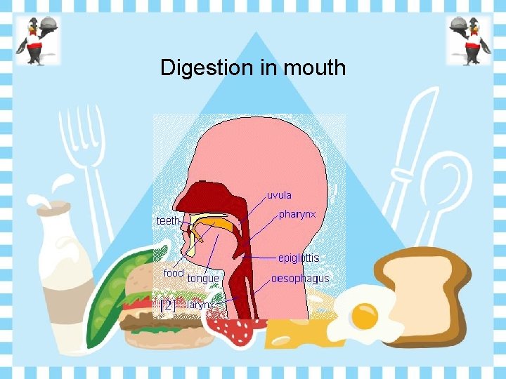 Digestion in mouth 
