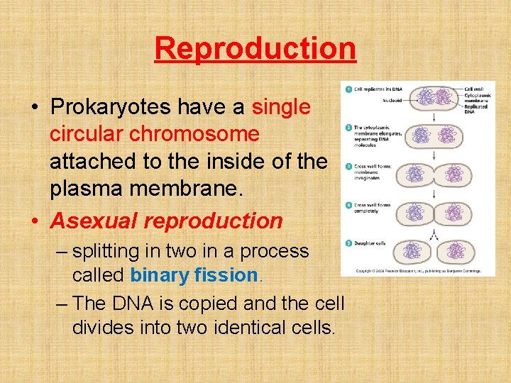 Reproduction • Prokaryotes have a single circular chromosome attached to the inside of the