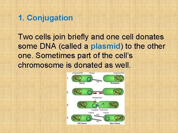 1. Conjugation Two cells join briefly and one cell donates some DNA (called a
